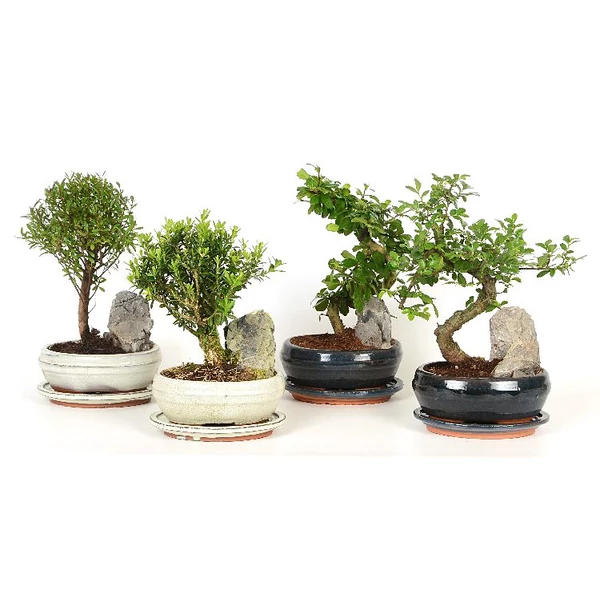 Bonsai    BONSAI KERÁMIÁBAN CS20