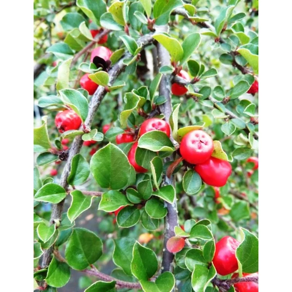 Madárbirs    COTONEASTER APICULATUS BLACKBURN T120 K10,5