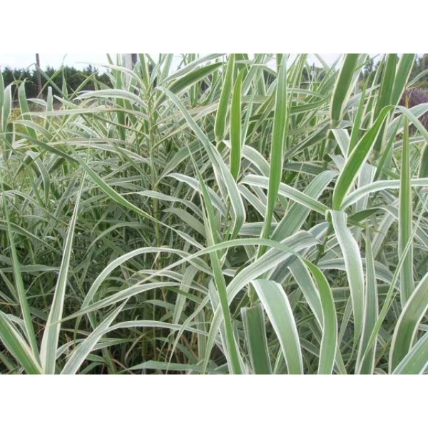 Tarkalevelű olasznád ARUNDO DONAX VARIEGATA K3 