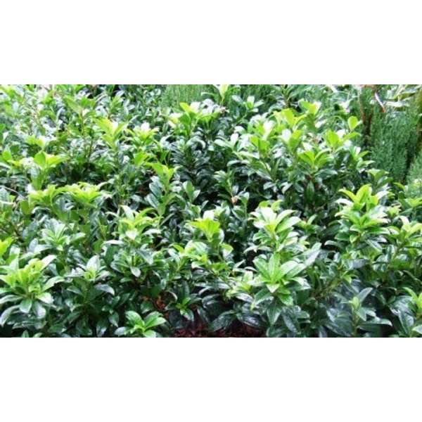 Közönséges babérmeggy   PRUNUS LAUROCERASUS BAUMGARTNER K10