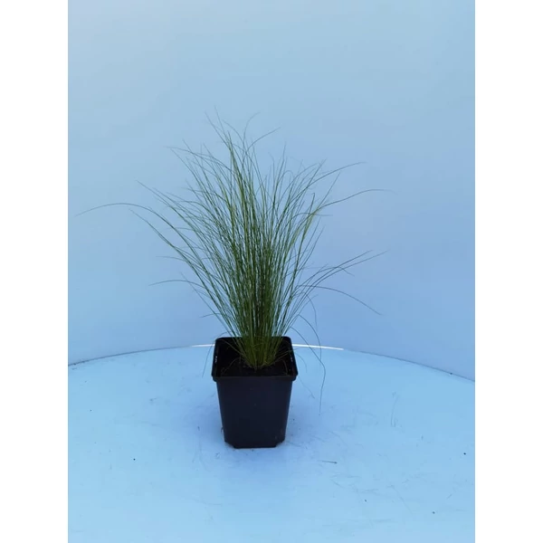 Árvalányhaj STIPA TENUISSIMA PONY TAILS CS14