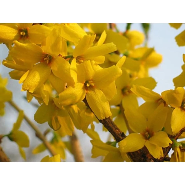 Aranyvessző    FORSYTHIA INTERMEDIA GOLDRAUSCH 30/40 K2