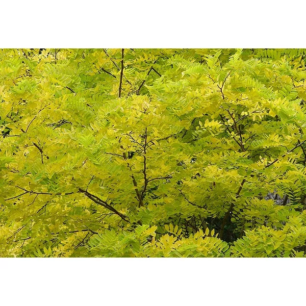 Sárgalevelű lepényfa   GLEDITSIA TRIACANTHOS SUNBURST 12/14 K90