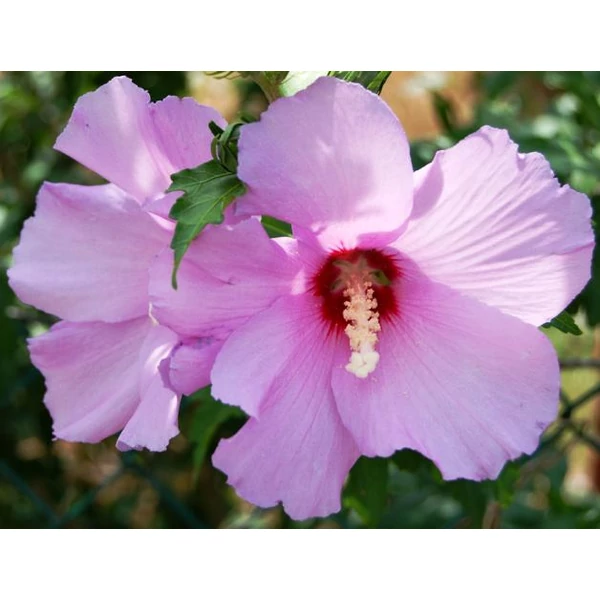 Kerti mályvacserje   HIBISCUS SYRIACUS TÖRZSES K10-12