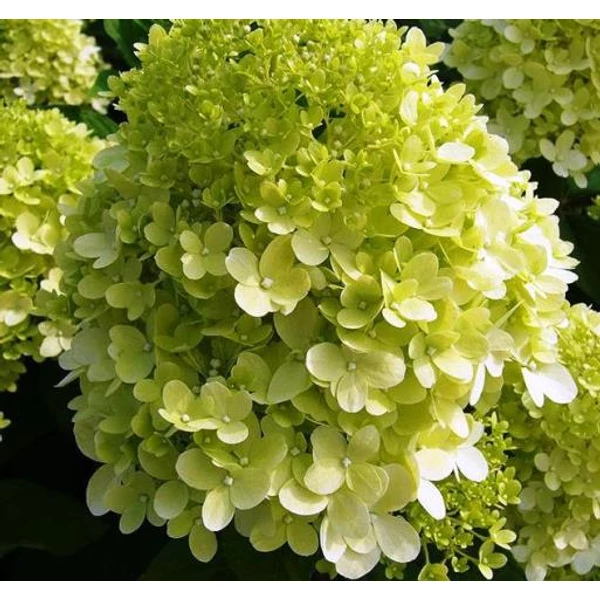 Bugás hortenzia HYDRANGEA PANICULATA PETIT CHERRY 30/35 K2