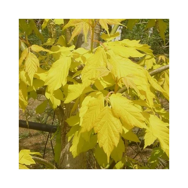Aranylombú juhar   ACER NEGUNDO KELLY'S GOLD MT K21,5