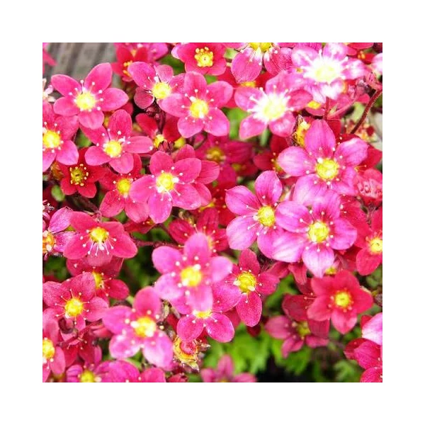KőtörőfűSAXIFRAGA ARENDSII CS12