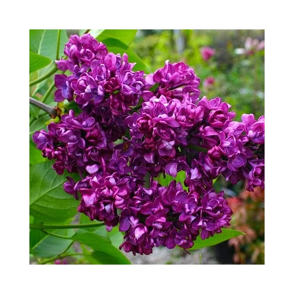  Teltvirágú   SYRINGA VULGARIS CHARLES JOLY MT K10