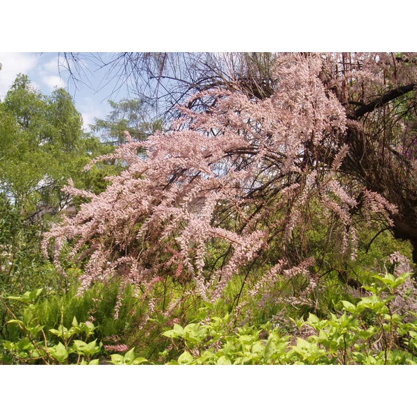 Korai tamariska   TAMARIX TETRANDA K2