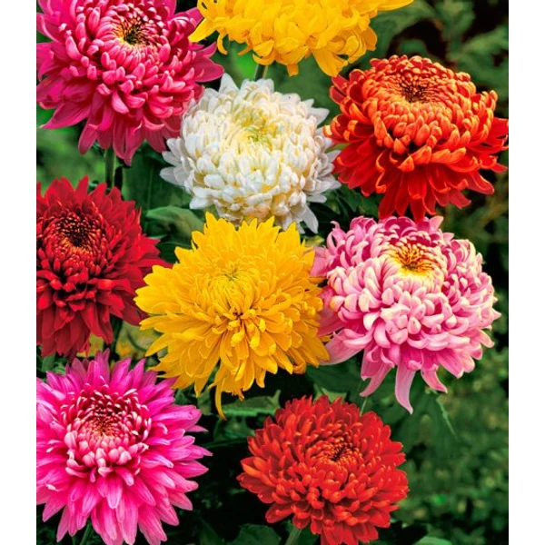 CHRYSANTHEMUM TRICOLOR CS17 