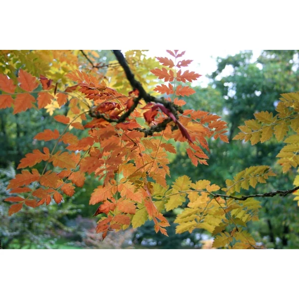 Bugás csörgőfa   KOELREUTERIA PANICULATA 180/+ K12