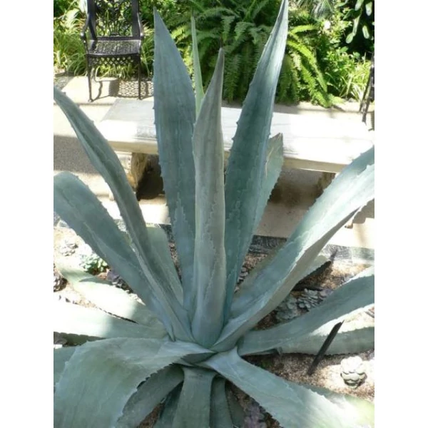 Közönséges agávé  AGAVE AMERICANA K15