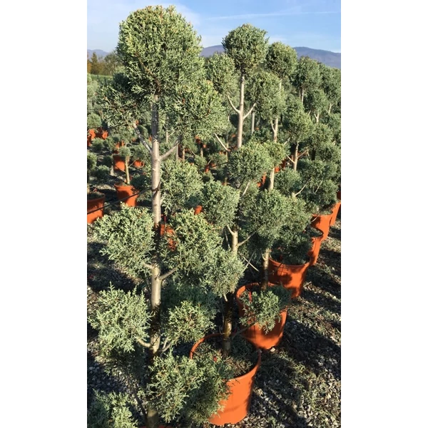 Oszlopos, kék arizoniai ciprus CUPRESSUS ARIZONICA FASTIGIATA POM-PON 160/180 K25