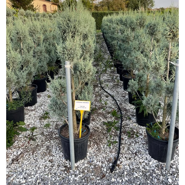Oszlopos, kék arizoniai ciprus CUPRESSUS ARIZONICA FASTIGIATA POM-PON 160/180 K25