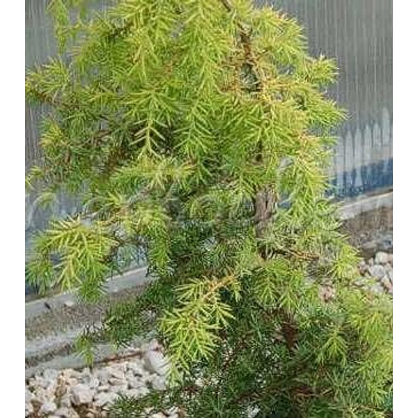 Közönséges boróka JUNIPERUS COMMUNIS ZEAL T60 K15