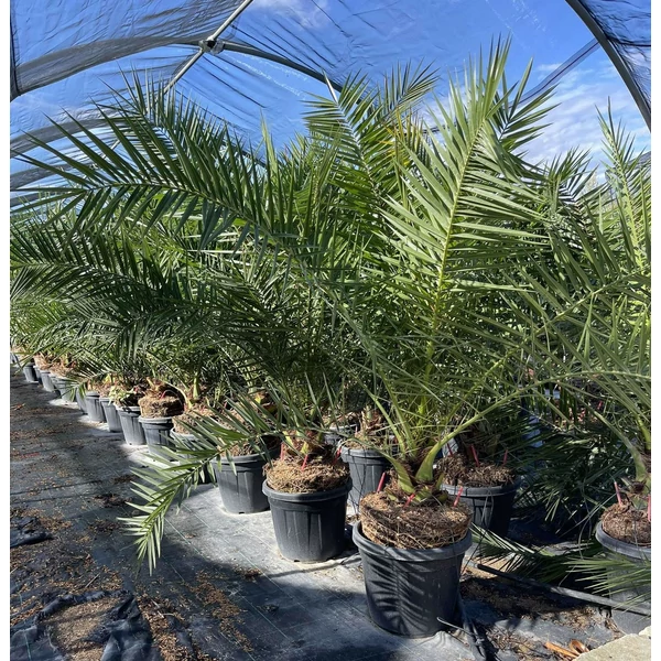 Datolyapálma PHOENIX CANARIENSIS K40