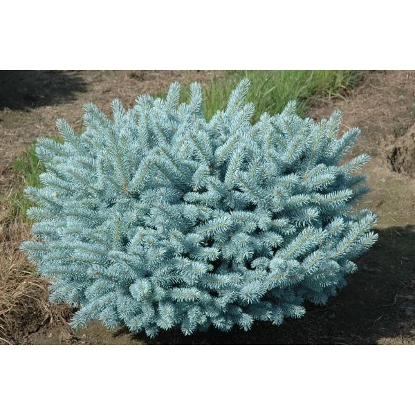 Gömb ezüstfenyő   PICEA PUNGENS GLAUCA GLOBOSA 80/100 K80