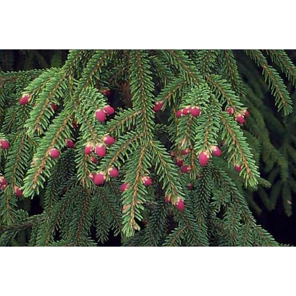 Közönséges luc   PICEA ABIES 125/150 K45