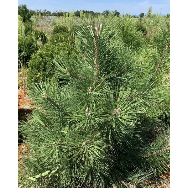 Osztrák feketefenyő PINUS NIGRA AUSTRIACA 80/100*