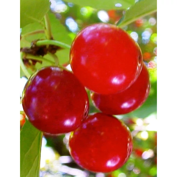 Sándor cseresznye PRUNUS AVIUM SÁNDOR SZGY
