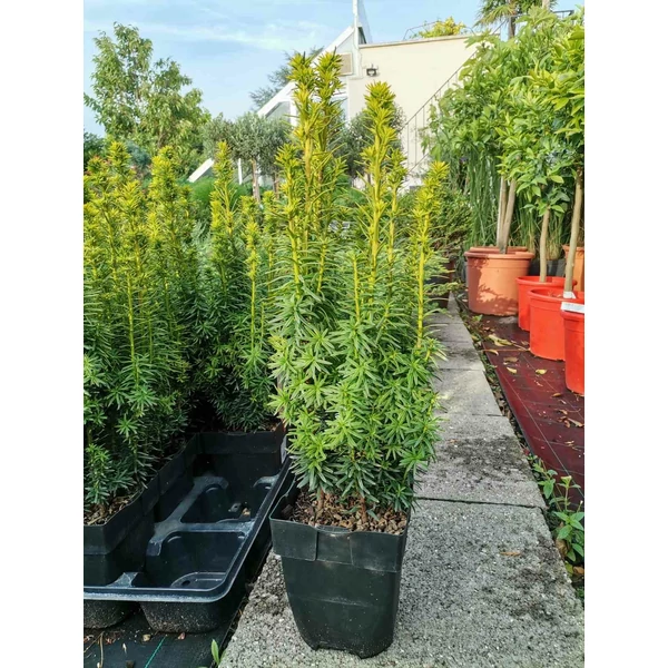 Arany oszlopos tiszafa TAXUS BACCATA DAVID CS17