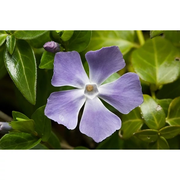 Tarkalevelű meténg VINCA MAJOR VARIEGATA