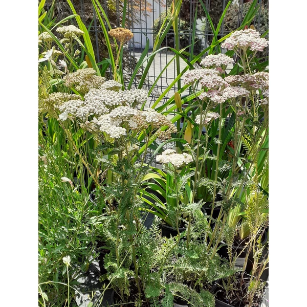 Cickafark ACHILLEA MILLEFOLIUM CS13