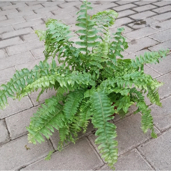 Szobapáfrány NEPHROLEPIS CS12