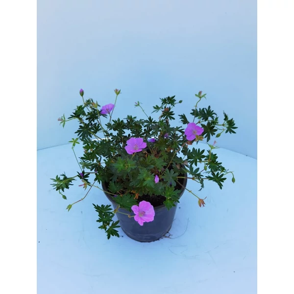 Pirosló gólyaorr GERANIUM SANGUINEUM CS15  