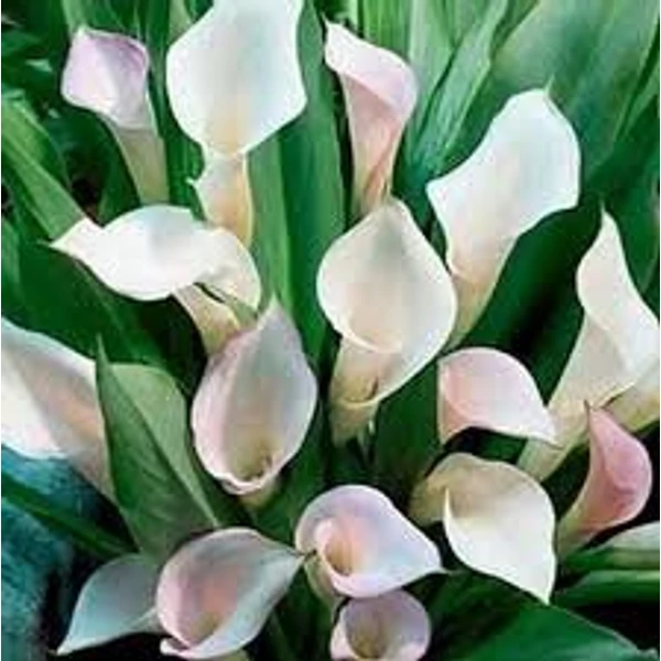Fehér kála K3 ZANTEDESCHIA AETHIOPICA K3