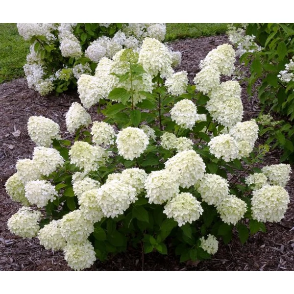 Bugás hortenzia   HYDRANGEA PANICULATA LITTLE LIME 30/40 K5