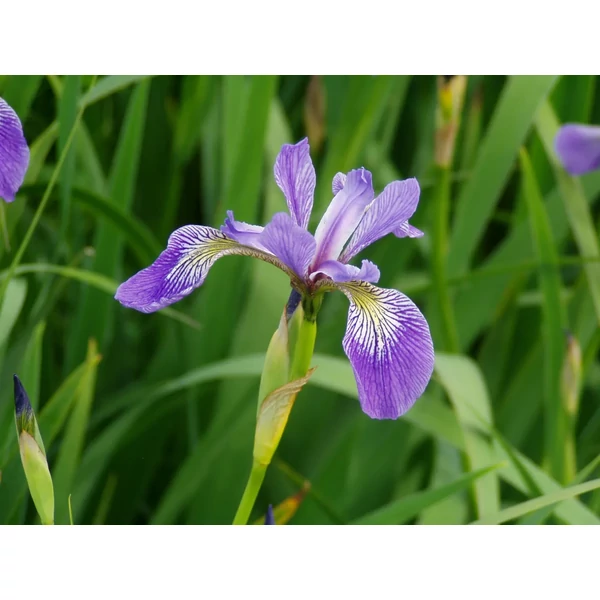 Foltos nőszirom IRIS VERSICOLOR CS15