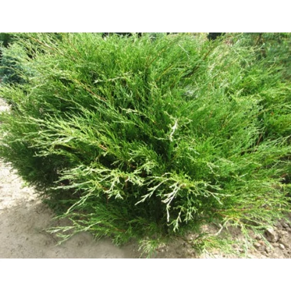 Nehézszagú boróka   JUNIPERUS SABINA MAAS K2