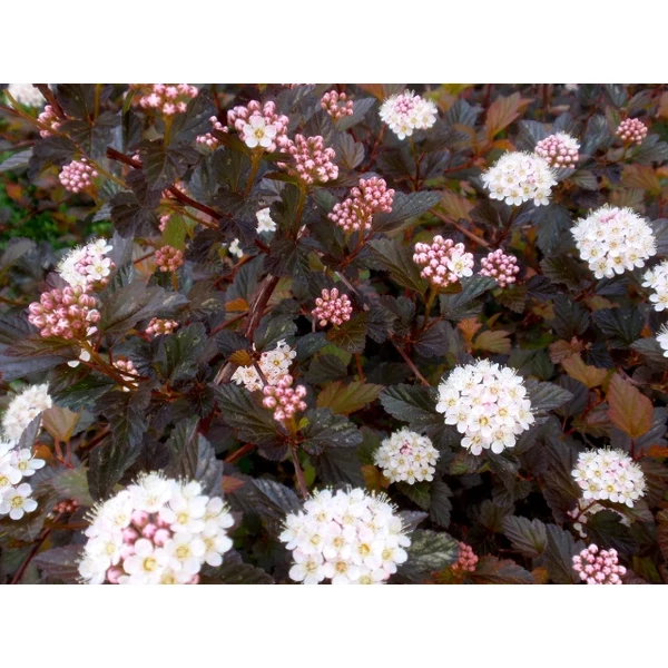 Hólyagvessző    PHYSOCARPUS OPULIFOLIUS SUMMER WINE T80 K7,5