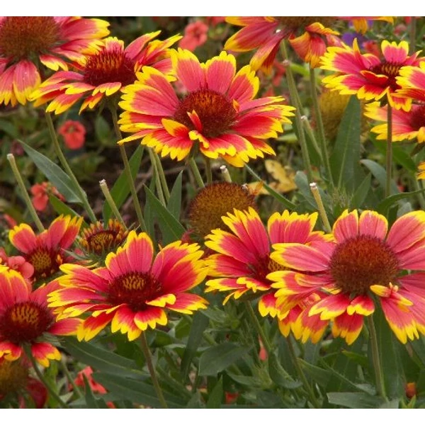 Kokárdavirág GAILLARDIA FAJTÁK CS13   