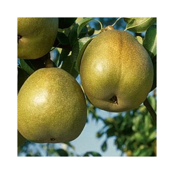 Téli esperes körte Pyrus communis