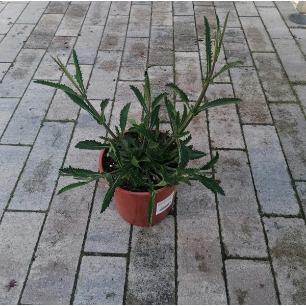 Ernyős verbéna, vasfű VERBENA BONARIENSIS LOLLIPOP CS15