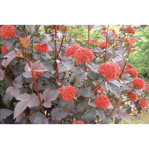 Hólyagvessző PHYSOCARPUS OPULUS AMBER JUBILIIE T80 K10,5