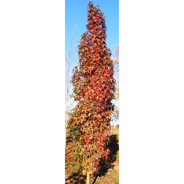 Amerikai ámbrafa   LIQUIDAMBAR STYRACIFLUA SLENDER SILHOUETTE 200/250K15