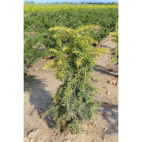 Aranylombú csüngő ágú tiszafa TAXUS BACCATA DOVASTONII AUREA 80/100 K15