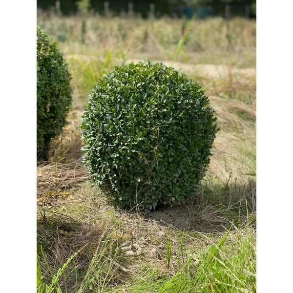 Örökzöld puszpáng BUXUS SEMPERVIRENS GÖMBRE NYÍRT 40/50*