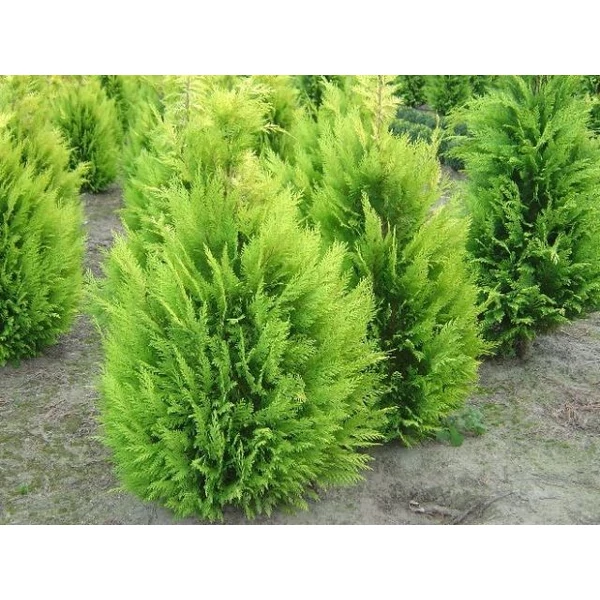 Oregoni sárga hamisciprus CHAMAECYPARIS LAWSONIANA IVONNE NYÍRT 125/150*