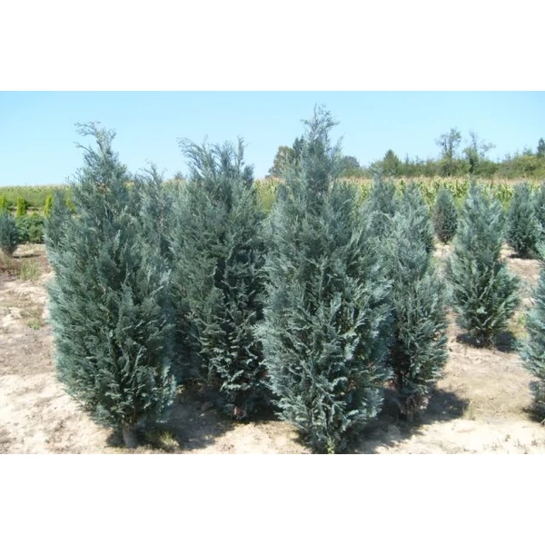 Kék oregoni hamisciprus CHAMAECYPARIS LAWSONIANA VAN PELT'S BLUE 125/150*