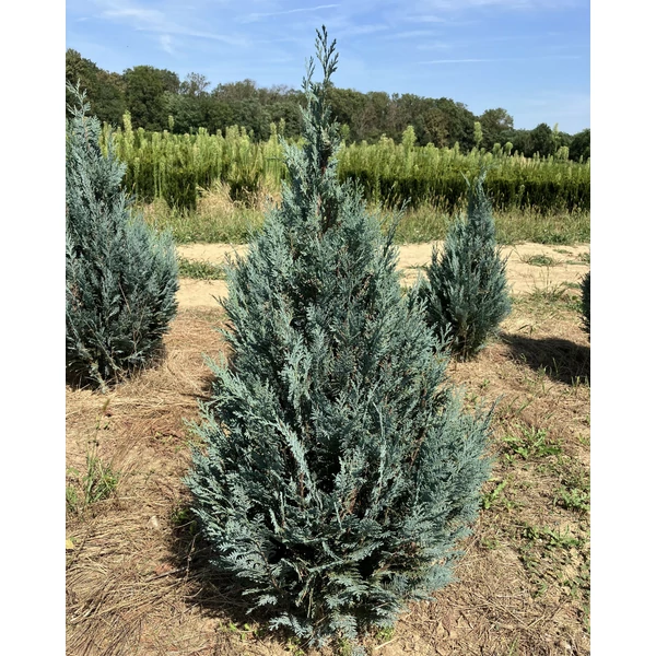 Kék oregoni hamisciprus CHAMAECYPARIS LAWSONIANA VAN PELT'S BLUE 80/100*