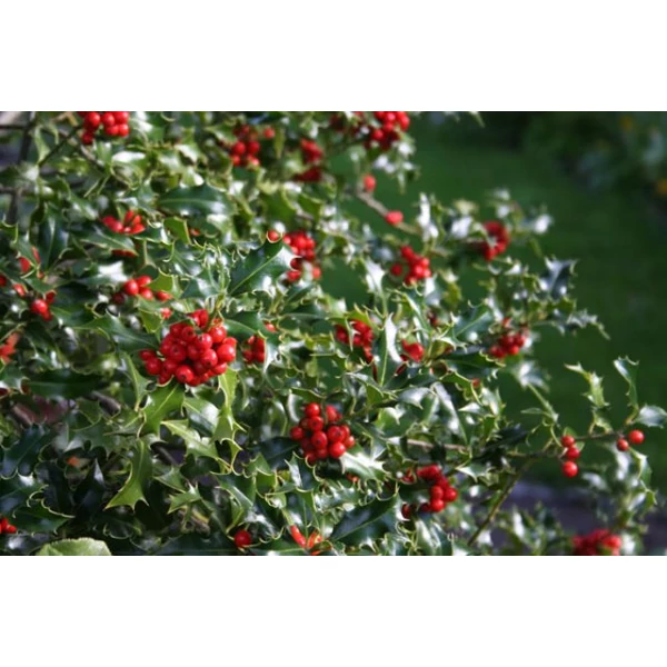Közönséges magyal ILEX AQUIFOLIUM ALASKA 20/40*