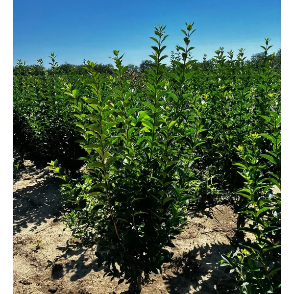 Széleslevelű fagyal LIGUSTRUM OVALIFOLIUM 80/100*