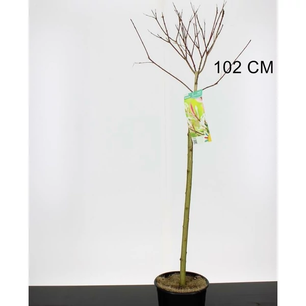 Tarkalevelű japán fűz SALIX INTEGRA HAKURO-NISHIKI T110 CS19 