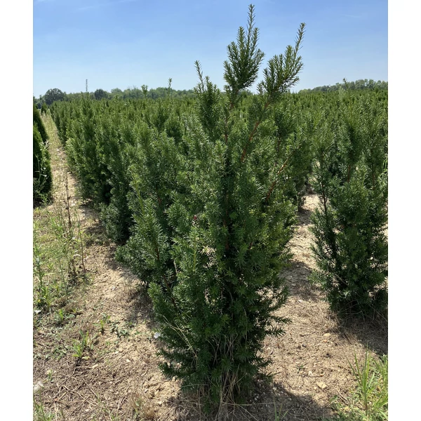 Oszlopos tiszafa TAXUS MEDIA HICKSII 100/125*
