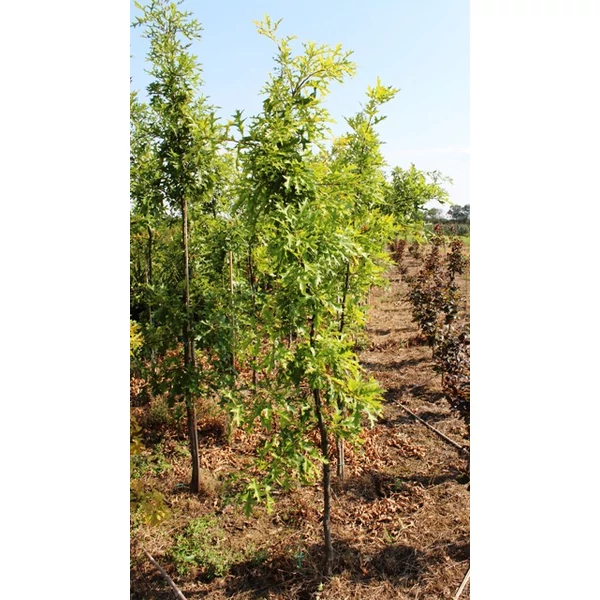 Amerikai mocsártölgy   QUERCUS PALUSTRIS 175/200+ K70