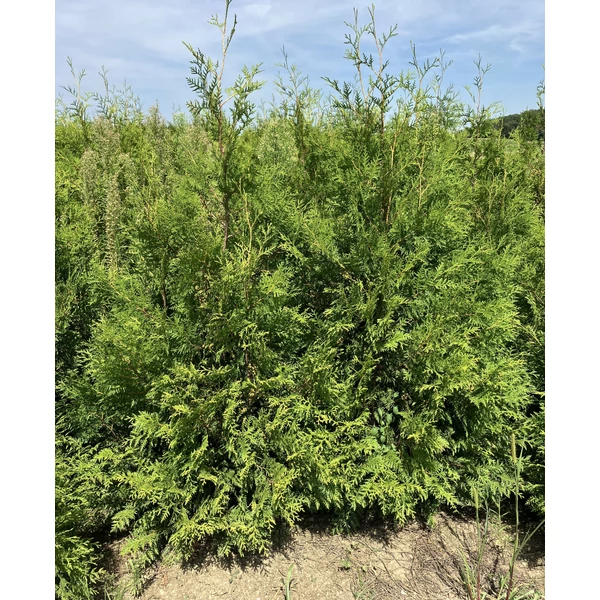 Brabant tuja THUJA OCCIDENTALIS BRABANT 150/175*
